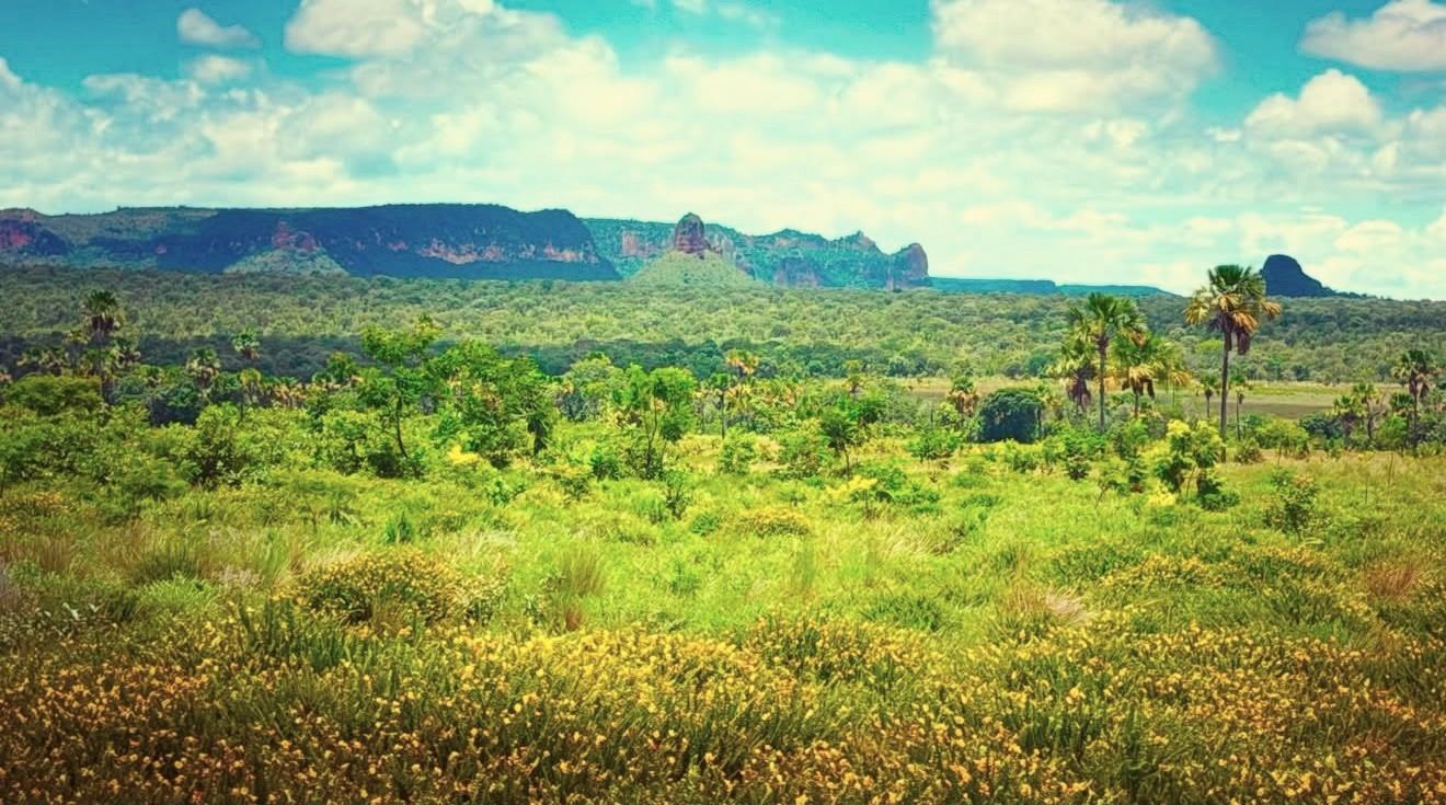 Cerrado verde com palmeiras e a serra de topo plano ao fundo, sob céu azul