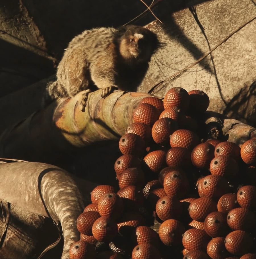 Sagui no talo de uma palmeira, ao lado de um cacho de frutos