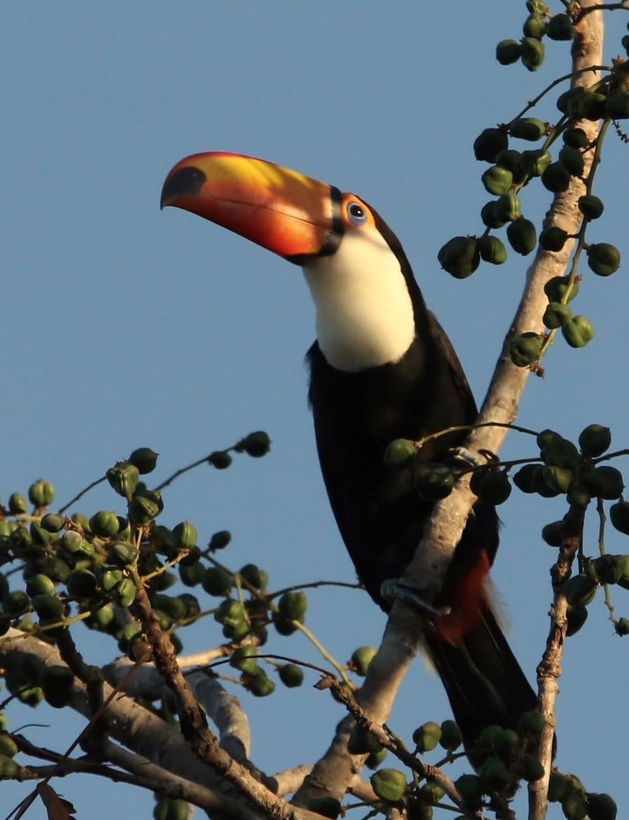 Tucano de bico laranja pousado num galho com frutinhas verdes, contra o céu azul